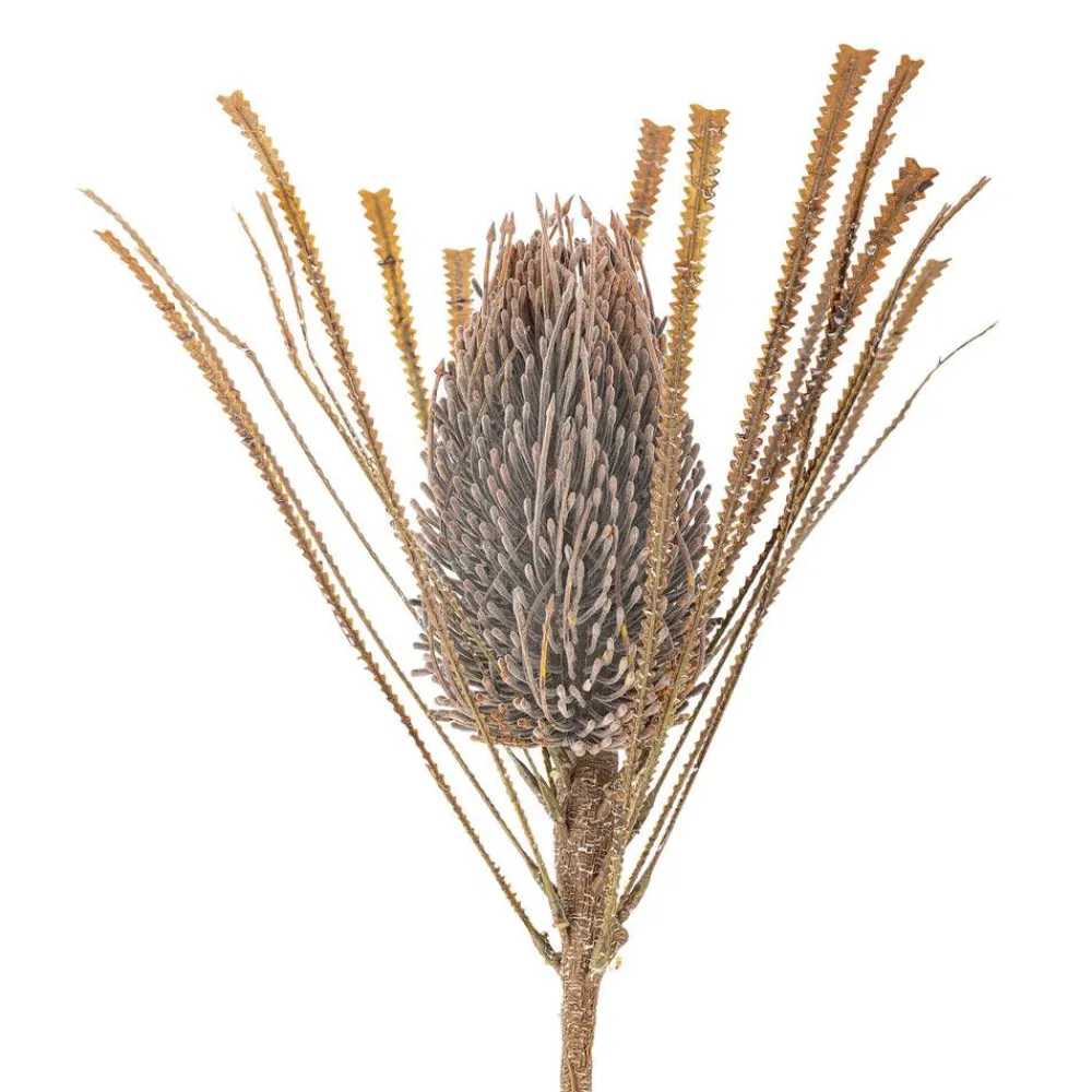 Koriste-Esineet^Bloomingville koristeoksa Palmflower ruskea
