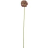 Koriste-Esineet^Bloomingville koristeoksa Allium ruskea